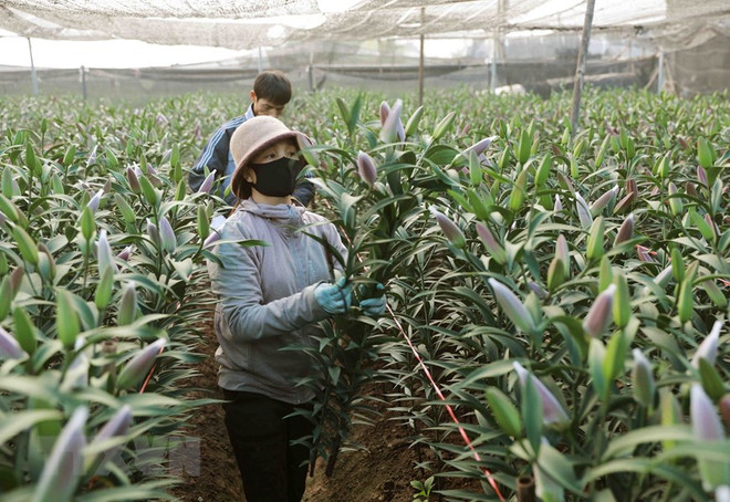 Tám làng hoa nổi tiếng bước vào mùa đẹp nhất trong năm ảnh 2