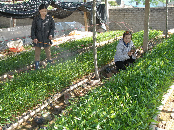 Chia sẻ kinh nghiệm phát triển rừng thích ứng biến đổi khí hậu ảnh 1