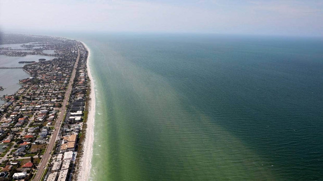 Hơn 8.000km bờ biển bang Florida bị thủy triều đỏ tấn công ảnh 1