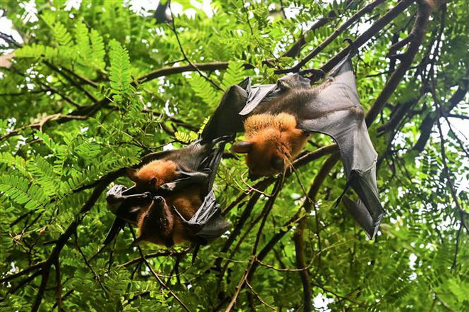 Những con dơi đậu trên cành cây ở tỉnh Chachoengsao, Thái Lan. (Ảnh: AFP/TTXVN) Thêm bằng chứng cho thấy virus SARS-CoV-2 truyền từ dơi sang người ảnh 1