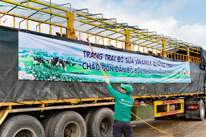 Đàn bò sữa hơn 2.100 con được Vinamilk nhập về từ Mỹ có gì đặc biệt? ảnh 4