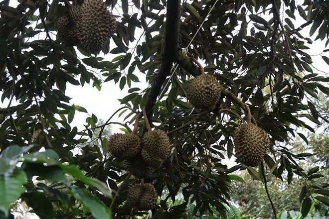 Nông dân giỏi hiến hàng nghìn mét đất xây dựng nông thôn mới ảnh 1