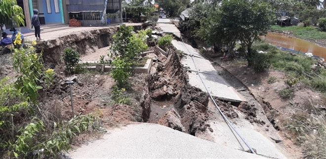 Hàng chục nghìn ha lúa và hoa màu ở Cà Mau bị thiệt hại do hạn, mặn ảnh 2