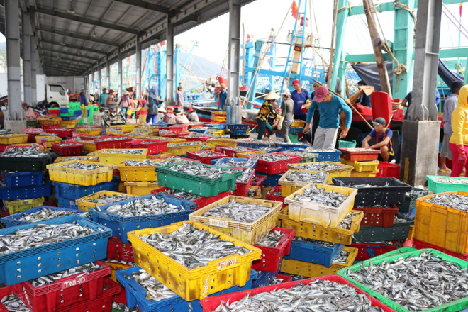 Cảng cá Cà Ná tại huyện Thuận Nam, tỉnh Ninh Thuận. (Ảnh: Nguyễn Thành/TTXVN) Ninh Thuận định hướng xây dựng nghề cá phát triển bền vững ảnh 1