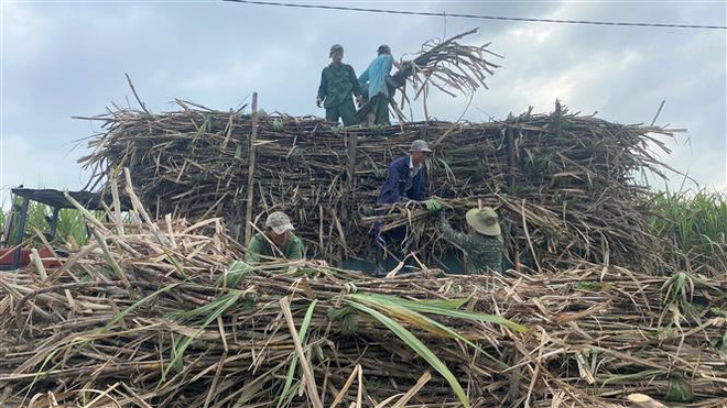 Cổ phiếu của các doanh nghiệp mía đường thiết lập mức đỉnh lịch sử mới ảnh 1