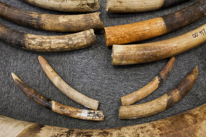 Thái Lan xét xử 2 người Việt Nam vận chuyển ngà voi trái phép ảnh 1