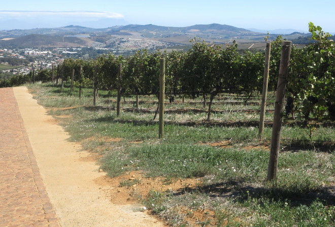 Công ty của Nam Phi xuất khẩu nho tươi sang thị trường Việt Nam ảnh 1