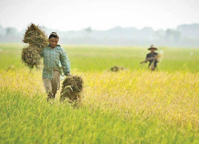 IFAD hỗ trợ Myanmar cải thiện thu nhập cho các hộ nông dân ảnh 1