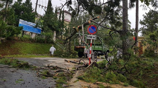 Lâm Đồng: Mưa lớn khiến nhiều nhà dân bị tốc mái, cây xanh bật gốc ảnh 2