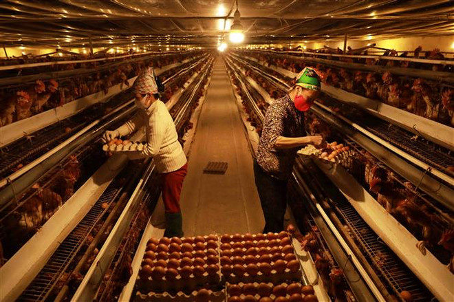 Triển khai hệ thống thông tin và cơ sở dữ liệu ngành chăn nuôi ảnh 1