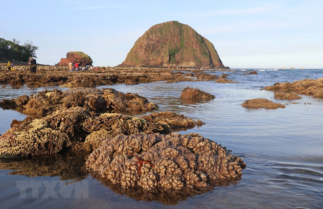 Phú Yên: Hệ sinh thái san hô Hòn Yến bị hư hại, suy giảm nghiêm trọng ảnh 1