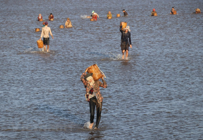Giá thu mua nghêu thương phẩm ở Trà Vinh tăng cao kỷ lục ảnh 1