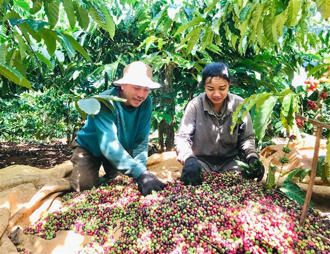 Doanh nghiệp có thể "đặt hàng" vùng nguyên liệu nông sản ảnh 1