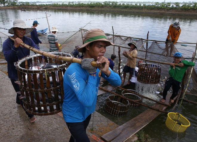 Brazil dỡ bỏ lệnh tạm đình chỉ nhập khẩu cá tra Việt Nam ảnh 1
