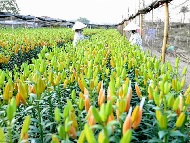 Hà Nội: Làng hoa Tây Tựu rộn ràng chuẩn bị mùa hoa Tết Canh Tý ảnh 1