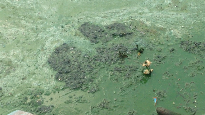 Hà Nội: Hồ Văn Quán tanh hôi váng đầu, người dân đóng cửa "cố thủ" ảnh 2