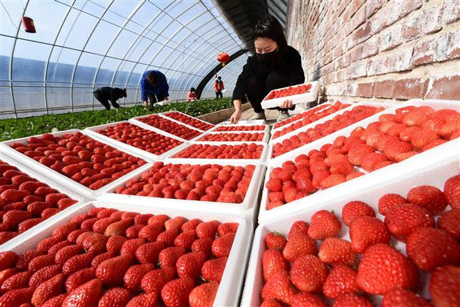 Trung Quốc và một số nước thảo luận về đảm bảo chuỗi cung ứng toàn cầu ảnh 1