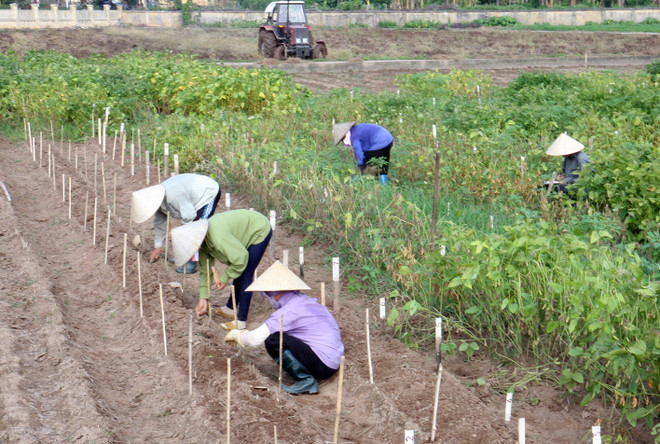 Tiến sỹ Hà Thị Thúy - Nhà khoa học của người nông dân ảnh 1