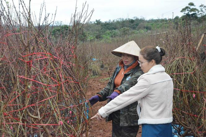 Người trồng hoa Đắk Lắk tất bật chuẩn bị để kịp phục vụ Tết ảnh 2