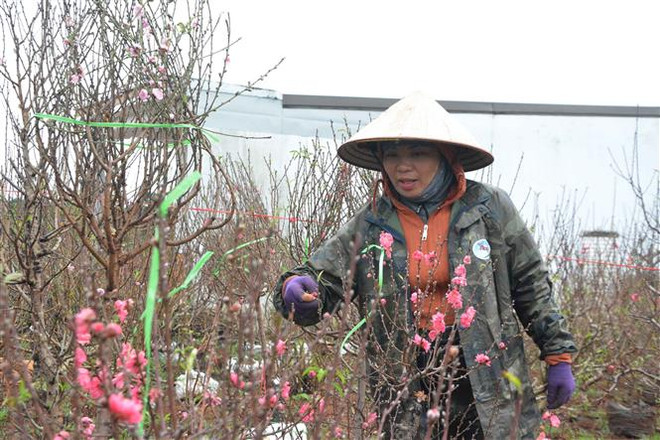 Người trồng hoa Đắk Lắk tất bật chuẩn bị để kịp phục vụ Tết ảnh 1