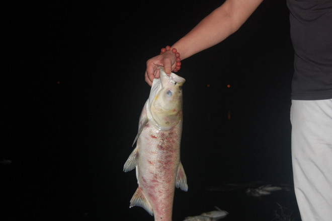 [Photo] Cá lớn chết bất thường, nổi trắng ven bờ hồ Nam Linh Đàm ảnh 4