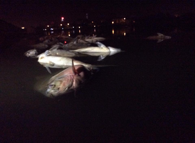 [Photo] Cá lớn chết bất thường, nổi trắng ven bờ hồ Nam Linh Đàm ảnh 7
