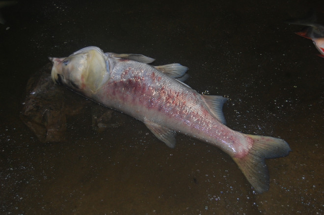 [Photo] Cá lớn chết bất thường, nổi trắng ven bờ hồ Nam Linh Đàm ảnh 5