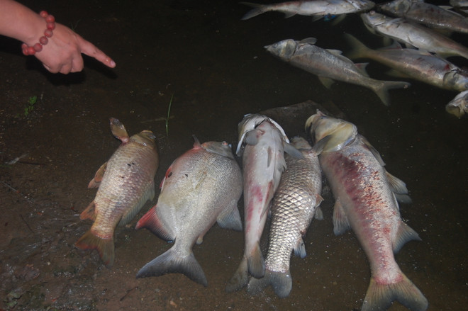 Kinh hoàng cá chết dạt vào bờ kéo dài cả cây số ở hồ Linh Đàm ảnh 1