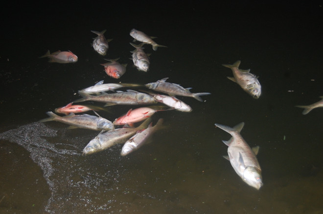 [Photo] Cá lớn chết bất thường, nổi trắng ven bờ hồ Nam Linh Đàm ảnh 1