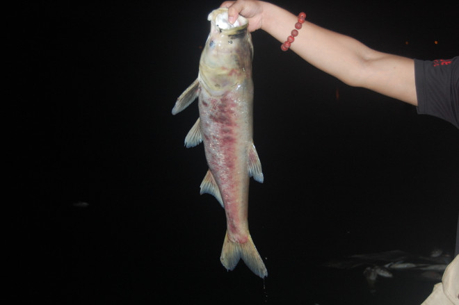 Kinh hoàng cá chết dạt vào bờ kéo dài cả cây số ở hồ Linh Đàm ảnh 3