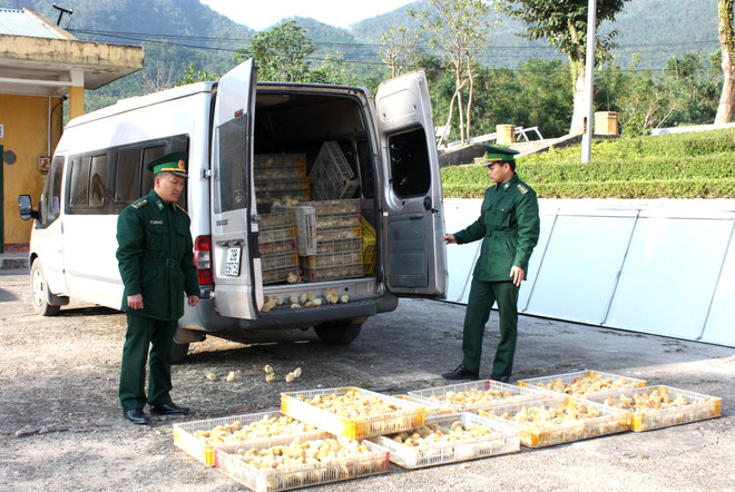 Bắc Giang bắt giữ xe vận chuyển 1.000 con gia cầm giống nhập lậu ảnh 1