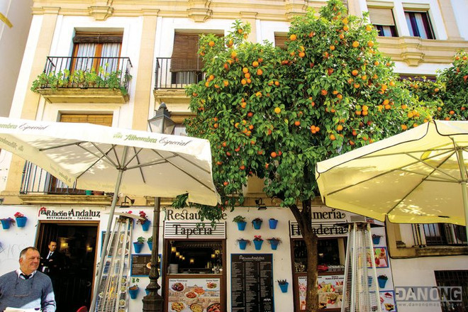 Du ngoạn Andalucia tràn ngập sắc màu vào mùa cam chín ảnh 1