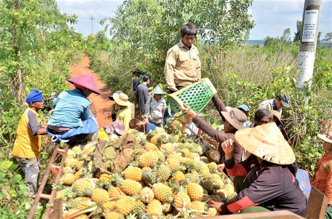 Người dân huyện Mang Yang (tỉnh Gia Lai) thu hoạch dứa. (Ảnh: Quang Thái/TTXVN) Gia Lai: Nông dân trồng dứa "hụt hơi" vì không có nơi tiêu thụ ảnh 1