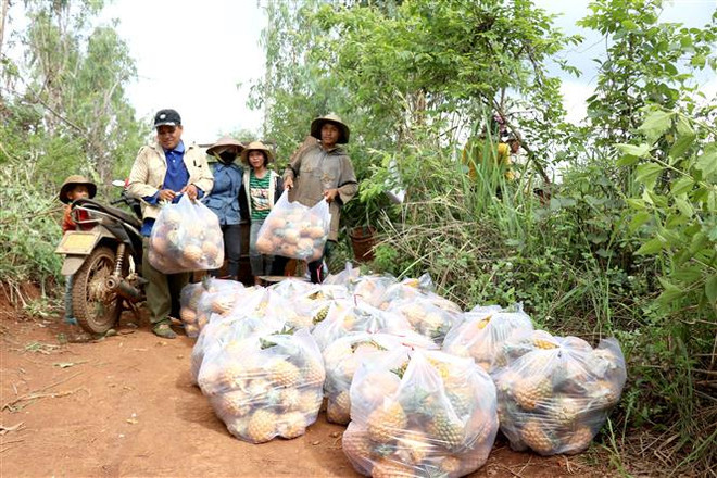 Người trồng dứa ở huyện Mang Yang (tỉnh Gia Lai). (Ảnh: Quang Thái/TTXVN) Gia Lai: Nông dân trồng dứa "hụt hơi" vì không có nơi tiêu thụ ảnh 2