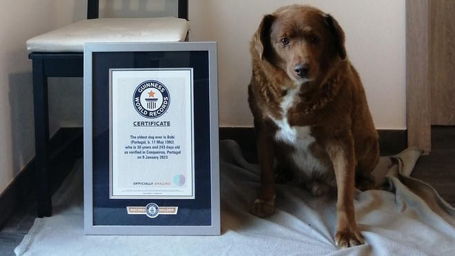 Xác nhận kỷ lục "cụ" chó cao tuổi nhất thế giới sống tại Bồ Đào Nha ảnh 1