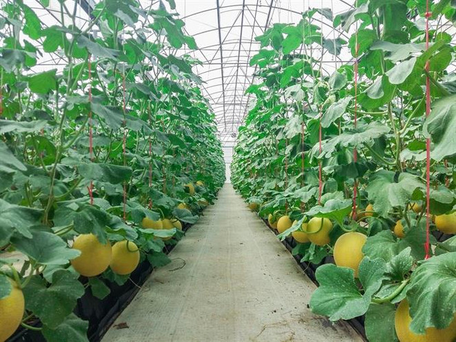 Tỉnh Hà Nam tích cực kêu gọi đầu tư từ doanh nghiệp Hàn Quốc ảnh 1