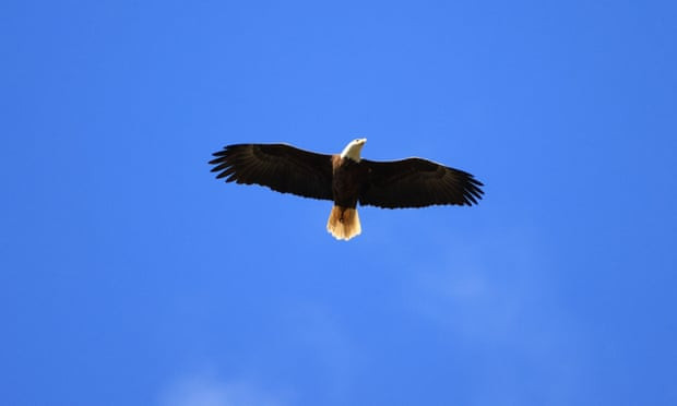 Mỹ đối mặt với đợt bùng phát dịch cúm gia cầm tồi tệ nhất kể từ 2015 ảnh 1