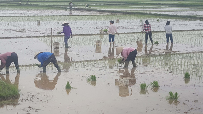 Khắc phục nắng nóng, nông dân Hải Dương ra đồng từ 3-4 giờ sáng ảnh 1