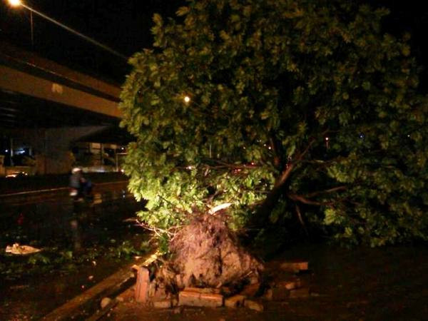 Cây bật gốc trên đường Phạm Hùng Hà Nội: Mưa lớn kèm giông "hạ gục" nhiều cây xanh, biển quảng cáo ảnh 2