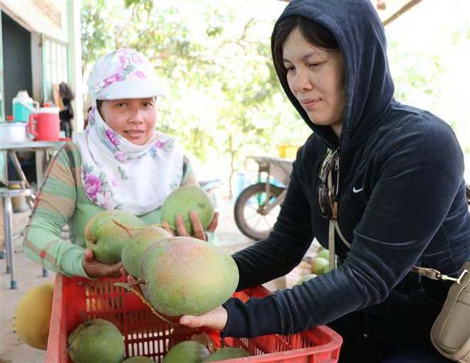 Mở đường﻿ cho trái xoài Việt Nam xuất khẩu vào thị trường Mỹ ảnh 2