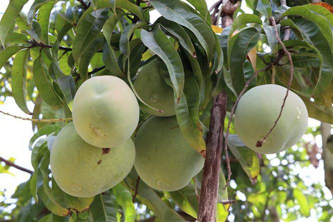 Mở đường﻿ cho trái xoài Việt Nam xuất khẩu vào thị trường Mỹ ảnh 1