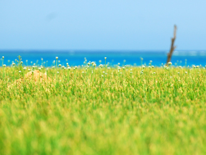 Du lịch sinh thái cộng đồng là hướng đi chiến lược của Lý Sơn ảnh 4