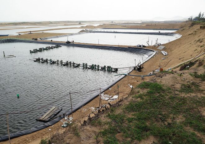Phú Yên ngăn tình trạng lấn chiếm rừng phòng hộ đào hồ nuôi tôm ảnh 1