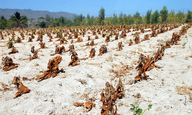 Hà Tĩnh đề nghị hỗ trợ 80 tỷ đồng để chống hạn vụ Hè Thu ảnh 1