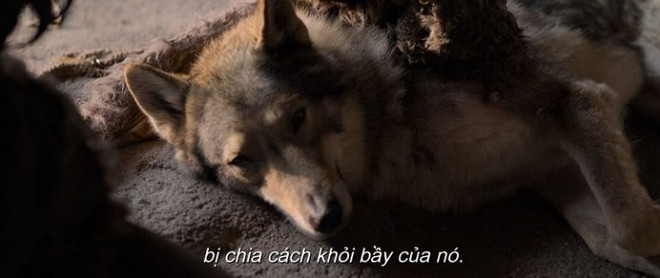 ''Alpha'' - Câu chuyện giữa người-sói làm thay đổi lịch sử nhân loại ảnh 6