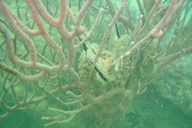 Vườn Quốc gia Bái Tử Long là vườn di sản thứ 38 của ASEAN ảnh 3