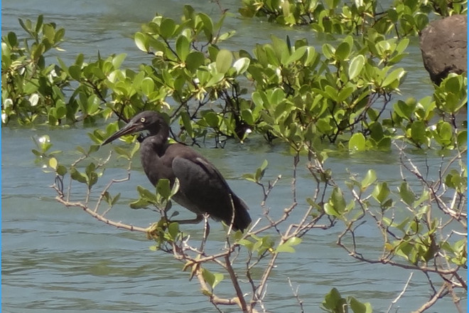 Vườn Quốc gia Bái Tử Long là vườn di sản thứ 38 của ASEAN ảnh 2