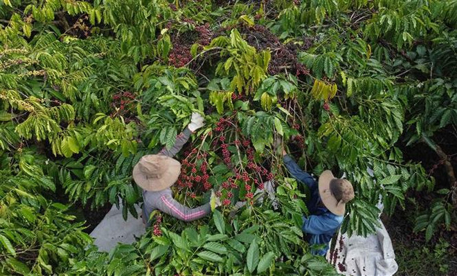 Cơ hội, thách thức trong giai đoạn tới của xuất khẩu nông sản chủ lực ảnh 1