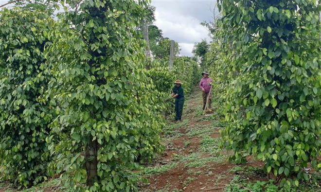 Nông dân Gia Lai trồng mới hồ tiêu - Tránh đi vào vết xe đổ ảnh 1