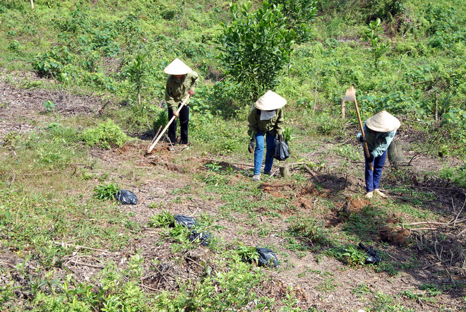 Ảnh minh họa. (Nguồn: Quang Quyết/TTXVN) Thừa Thiên-Huế trồng mới 4.500ha rừng bằng nuôi cấy mô ảnh 1